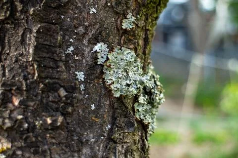 Close-up of gray lichen growing on tree bark in a forest ecosystem Stock Photos