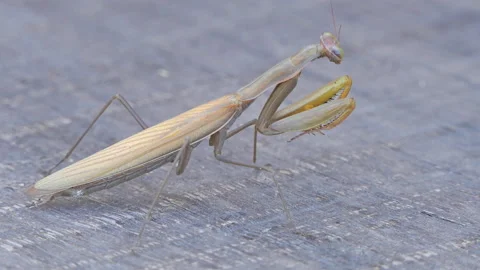 Close-up of a gray mantis Video stock 234215332