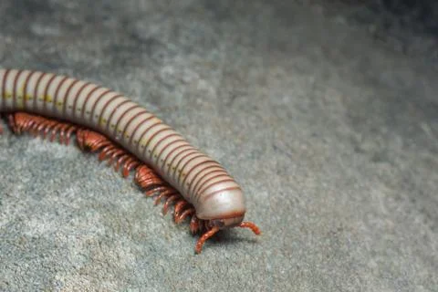 Close up of gray millipede Stock Photos