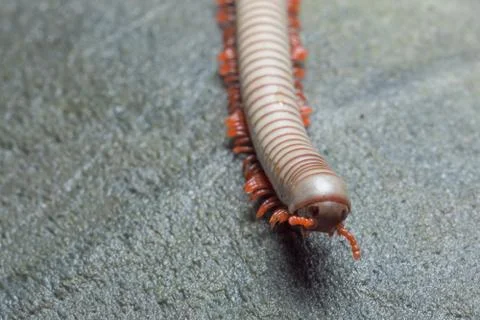 Close up of gray millipede Stock Photos