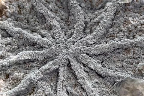 Close-Up of Gray Moldy Surface Texture for Nature and Science Design Stock Photos