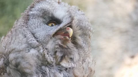 Close-up of a gray owl with yellow eyes breathing heavily. A species of bird of Stock-Footage 252751953