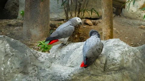 Close up of gray parrot Video stock 134743753