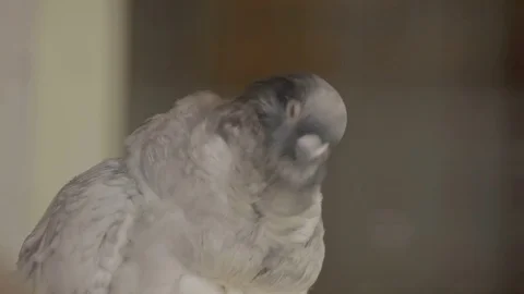Close-up gray pigeon sittingan cleans itself Stock Footage 82448620