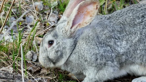 Close-up of gray rabbit eats grass in the pasture Stock Footage 115998662