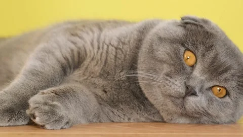 Close-up of a gray Scottish cat with yellow eyes. A young striped pet is resting Stock Footage 253100326