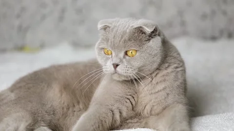 Close up gray scottish fold cat looking away 스톡 동영상 229429323