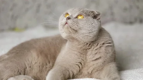 Close up gray scottish fold cat looking away 스톡 동영상 229432857