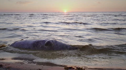 Close-up of a gray seal, Halichoerus grypus, possibly dead in fishing nets. Stock Footage 325840960