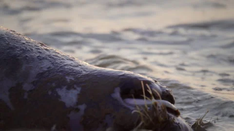 Close-up of a gray seal, possibly dead in fishing nets. Stock Footage 324786699