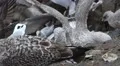 Close-up of gray speckled seagulls sitting eating from shells on a rocky cliff HD Footage