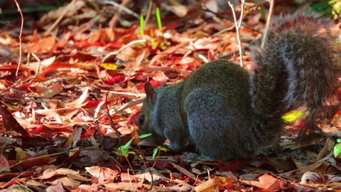 Close-up of Gray Squirrel foraging in autumn forest Stock Footage 145840412