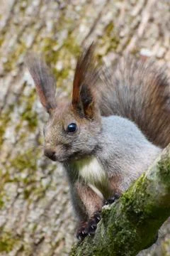 Close-up of a gray squirrel Sciurus vulgaris on spring branch of tree Stock Photos