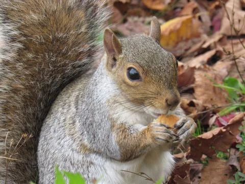Close-up of gray Squirrel in USA Stock Photos
