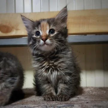 A close up of a gray striped kitten Stock Photos