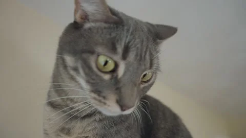 Close-up of gray tabby cat with green eyes under soft indoor natural light. Stock Footage 312225288