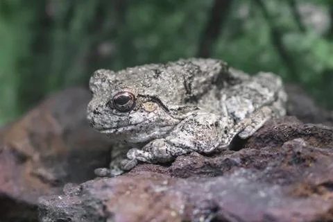 Close up of gray tree frog standing on rock Stock Photos