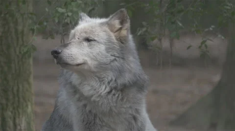 Close-up of Gray Wolf Stock Footage 48381240