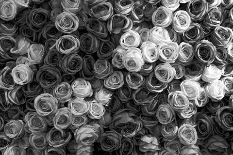 Close up of grayscale bunch of roses with black and white blooming rose bou.. Stock Photos