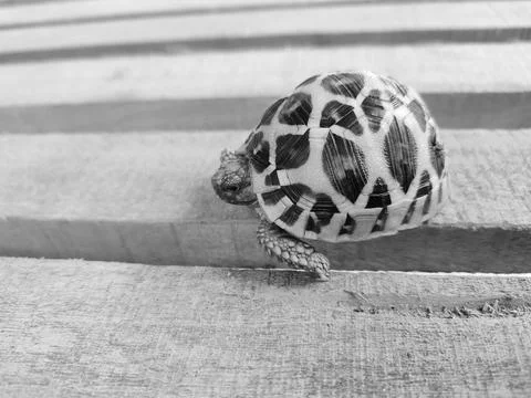 Close-up grayscale shot of a small turtle on a wooden board. Foto stock