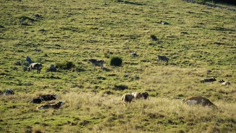 Close-Up of Grazing Cows on Alpine Hillside, Italian Alps Stock Footage 316833533