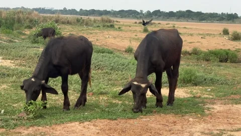 Close Up of Grazing Cows on Dry Riverbed Near Bhubaneswar Odisha India Stock Footage 337306596