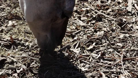 Close-up of a grazing cow's muzzle as it forages for food among dry leaves Stock-Footage 332426852