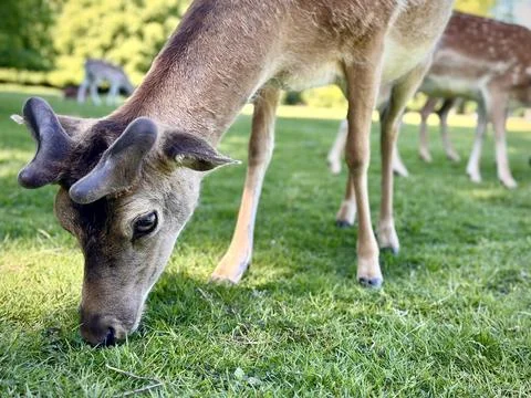 Close-up on grazing deer Stock Photos