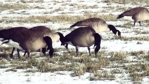 Close Up of grazing geeze in the snow. Stock Footage 97208880