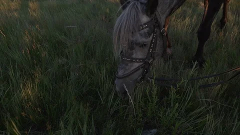 Close-up of a grazing horse Video stock 124857136