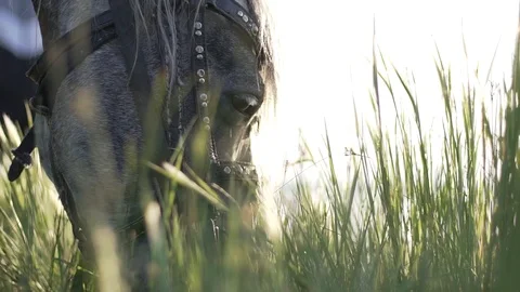 Close-up of a grazing horse Stock Footage 124857170