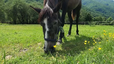 Close-up of grazing horse Video stock 242875523