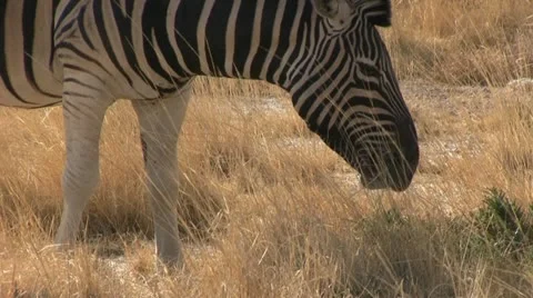 Close up of grazing zebra Stock Footage 12127664