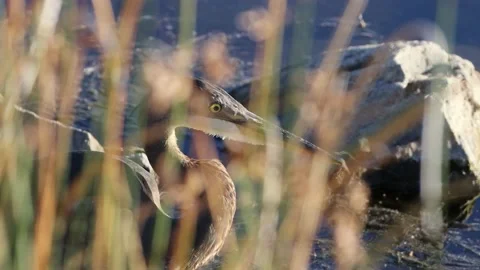 Close Up Of Great Blue Heron Behind Reeds 库存影片 182643565