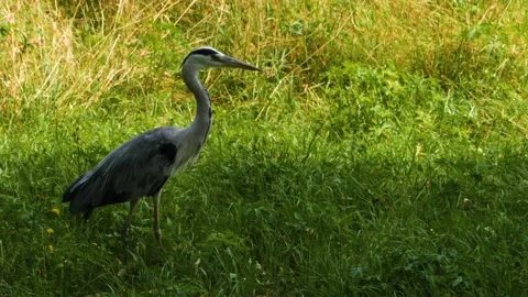 Close up of A great blue heron  Stock Footage 135262682