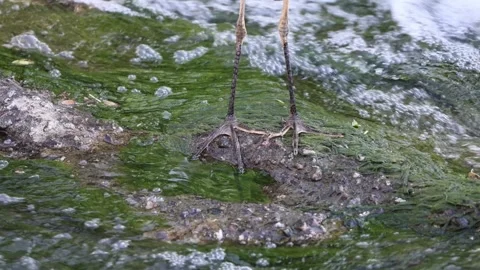Close-Up of Great Blue Heron Legs While Wading Stock Footage 338419264