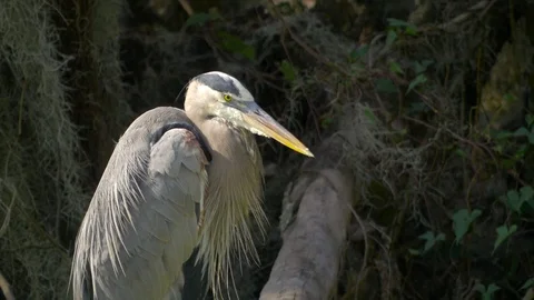 Close-Up of Great Blue Heron Perched in Swamp, 4K Stock Footage 72555680
