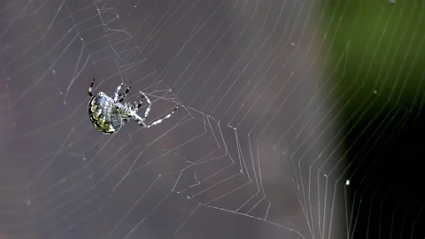 Close-up, Great Cross Spider or Araneus, sits on web, grabs insect midge. Stock Footage 219686174