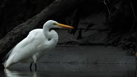 Close-up of a Great Egret (Ardea alba) standing on water Stock Footage 307726357