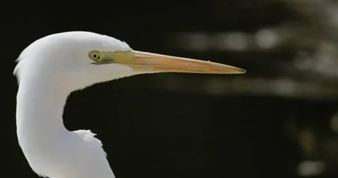 Close up of a Great Egret blinking and opening its beak Video stock 234303310