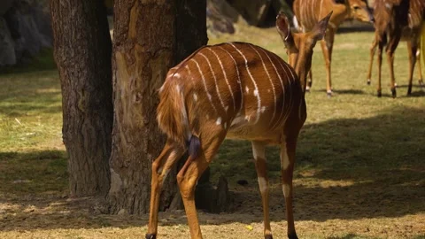 Close up of a great kudu antelope Stock Footage 246425548