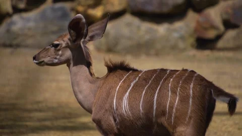 Close up  of great kudu antelope Stock Footage 246548893