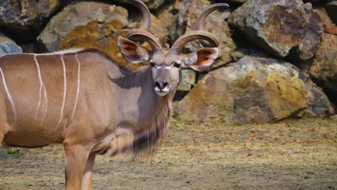 Close up  of great kudu antelope Stock Footage 253258665