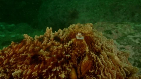 Close up Great pacific octopus crawls across sea floor Stock Footage 111266725