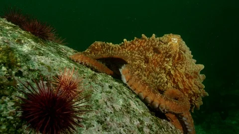 Close up Great pacific octopus crawls across rock Stock Footage 111266870