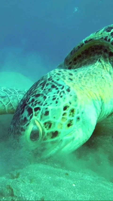 Close-up of Great Sea Turtle eats seagrass on the seabed Stock Footage 232766028