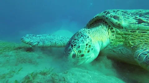 Close-up of Great Sea Turtle eats seagrass on the seabed Stock Footage 232772333