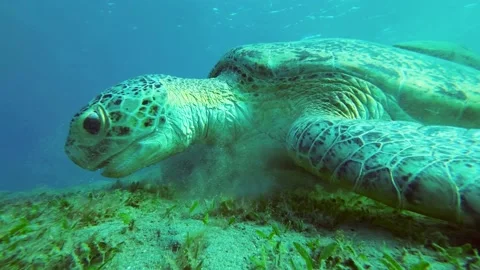 Close-up of Great Sea Turtle eats seagrass on the seabed Video stock 232772756