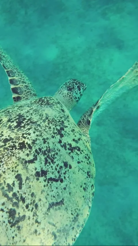 Close-up of Great Sea turtle slowly dives into the depths Stock Footage 232765745