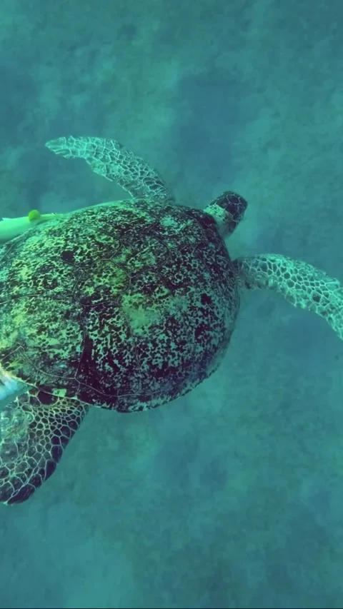 Close-up of Great Sea turtle slowly dives into the depths Stock Footage 232765877